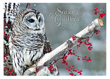 Winter Owl Holiday Cards