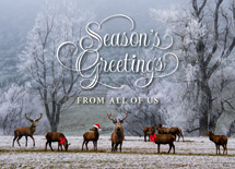 Woodland Magic Holiday Cards