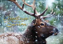 Call of the Wild Holiday Cards