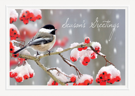 Tweet Greetings Holiday Cards