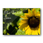 Sunflower Get Well Cards